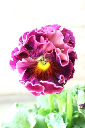 画像1: Robe de Antoinette〜ローブ・ドゥ・アントワネット〜 No.79