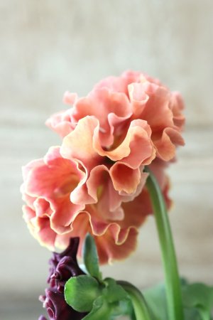 画像4: Robe de Antoinette〜ローブ・ドゥ・アントワネット〜 No.66