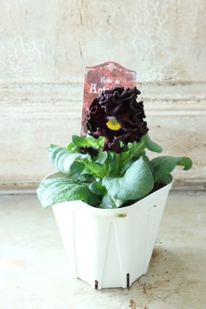 画像5: パンジー "Panzy~Robe de Antoinette~ローヴ ドゥ アントワネット ソワレ~" No.6