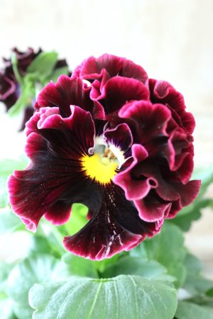 画像1: パンジー "Panzy~Robe de Antoinette~ローヴ ドゥ アントワネット ソワレ~" No.4