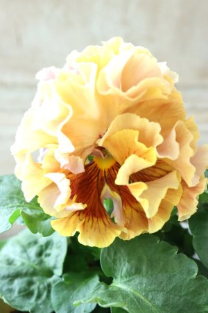 画像1: Robe de Antoinette〜ローブ・ドゥ・アントワネット〜 No.71