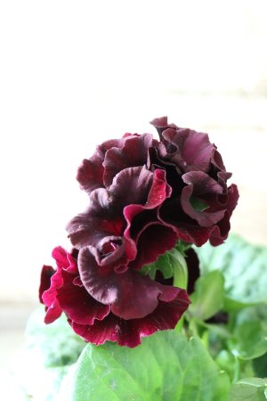 画像4: パンジー "Panzy~Robe de Antoinette~ローヴ ドゥ アントワネット ソワレ~" No.3