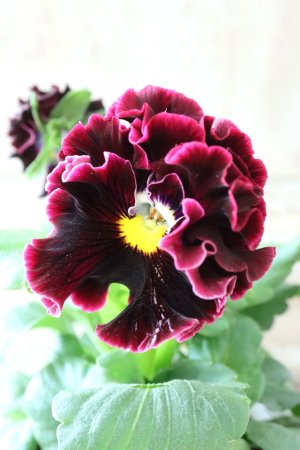 画像3: パンジー "Panzy~Robe de Antoinette~ローヴ ドゥ アントワネット ソワレ~" No.4