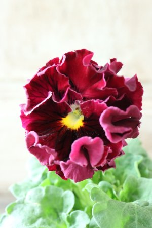 画像3: Robe de Antoinette〜ローブ・ドゥ・アントワネット〜 No.80