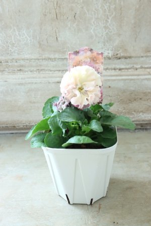 画像5: Robe de Antoinette〜ローブ・ドゥ・アントワネット〜 No.63