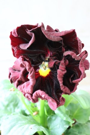 画像2: パンジー "Panzy~Robe de Antoinette~ローヴ ドゥ アントワネット ソワレ~" No.5