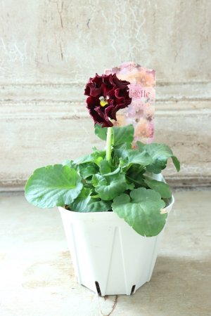 画像5: Robe de Antoinette〜ローブ・ドゥ・アントワネット〜 No.77