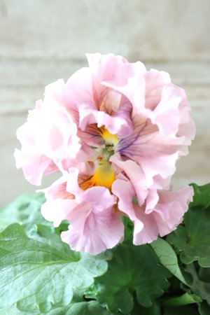 画像1: Robe de Antoinette〜ローブ・ドゥ・アントワネット〜 No.61