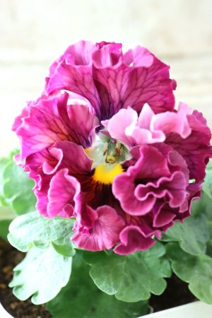 画像3: Robe de Antoinette〜ローブ・ドゥ・アントワネット〜 No.75