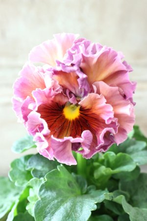 画像1: Robe de Antoinette〜ローブ・ドゥ・アントワネット〜 No.68