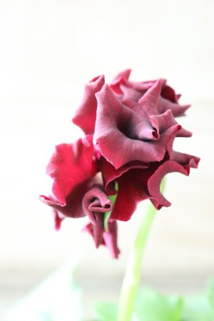 画像4: Robe de Antoinette〜ローブ・ドゥ・アントワネット〜 No.77