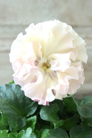 画像1: Robe de Antoinette〜ローブ・ドゥ・アントワネット〜 No.63