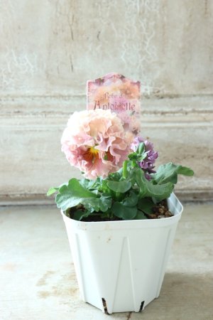 画像5: Robe de Antoinette〜ローブ・ドゥ・アントワネット〜 No.74