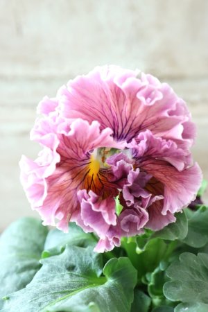 画像2: Robe de Antoinette〜ローブ・ドゥ・アントワネット〜 No.64