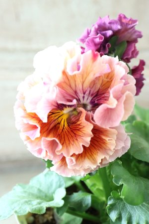 画像2: Robe de Antoinette〜ローブ・ドゥ・アントワネット〜 No.73