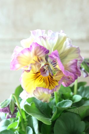 画像2: Fee des neiges Crepe Noble "フェデネージュ クレープ ノーブル" No.23