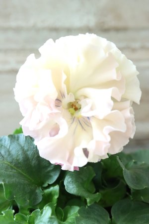 画像2: Robe de Antoinette〜ローブ・ドゥ・アントワネット〜 No.63