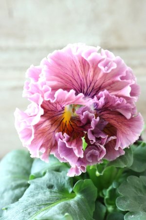 画像3: Robe de Antoinette〜ローブ・ドゥ・アントワネット〜 No.64