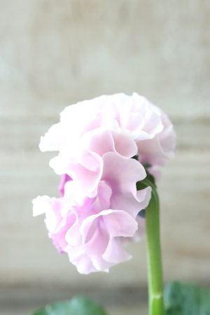 画像4: Robe de Antoinette〜ローブ・ドゥ・アントワネット〜 No.72