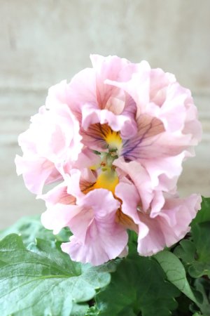 画像3: Robe de Antoinette〜ローブ・ドゥ・アントワネット〜 No.61