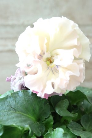 画像3: Robe de Antoinette〜ローブ・ドゥ・アントワネット〜 No.63