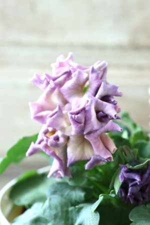 画像5: Robe de Antoinette〜ローブ・ドゥ・アントワネット〜 No.62