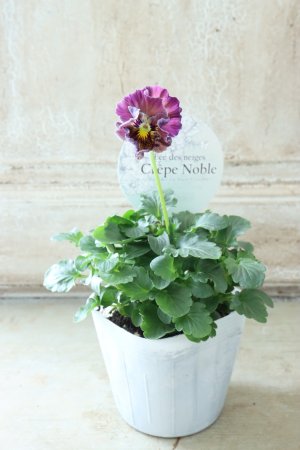 画像4: Fee des neiges Crepe Noble "フェデネージュ クレープ ノーブル" No.45