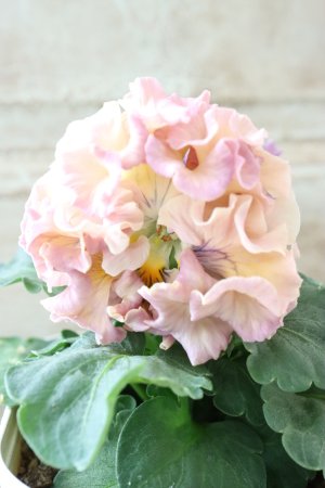 画像2: Robe de Antoinette〜ローブ・ドゥ・アントワネット〜 No.62