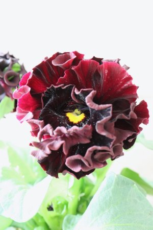 画像3: パンジー "Panzy~Robe de Antoinette~ローヴ ドゥ アントワネット ソワレ~" No.9