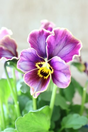 画像5: Nouvelle Vague collection "Lapis Lazuli"〜ヌーヴェルヴァーグ ラピスラズリ〜 No.2