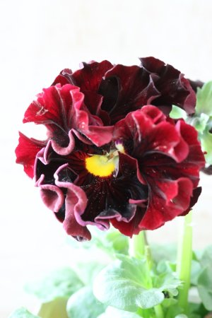 画像1: パンジー "Panzy~Robe de Antoinette~ローヴ ドゥ アントワネット ソワレ~" No.8