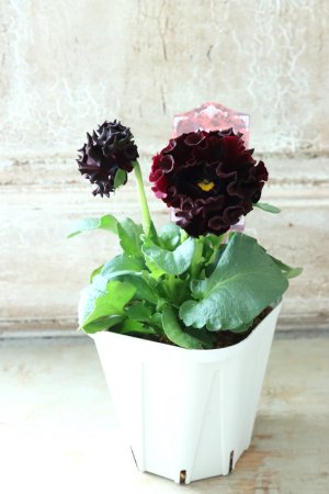 画像4: パンジー "Panzy~Robe de Antoinette~ローヴ ドゥ アントワネット ソワレ~" No.9