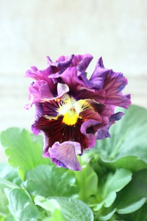 画像3: パンジー〜彩翠華・kururi〜 No.2