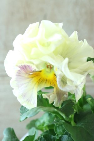 画像3: パンジー〜彩翠華・kururi〜 No.12