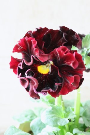 画像2: パンジー "Panzy~Robe de Antoinette~ローヴ ドゥ アントワネット ソワレ~" No.8