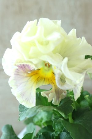 画像2: パンジー〜彩翠華・kururi〜 No.12