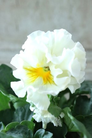 画像3: パンジー〜彩翠華・kururi〜 No.6