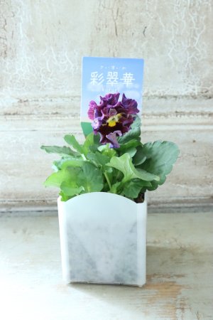 画像4: パンジー〜彩翠華・kururi〜 No.2