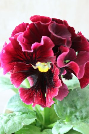 画像2: パンジー "Panzy~Robe de Antoinette~ローヴ ドゥ アントワネット ソワレ~" No.10