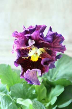 画像2: パンジー〜彩翠華・kururi〜 No.2