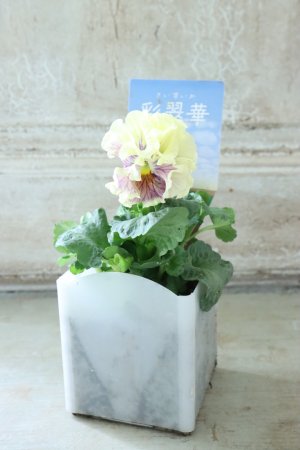 画像4: パンジー〜彩翠華・kururi〜 No.3