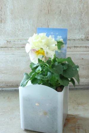 画像4: パンジー〜彩翠華・kururi〜 No.12