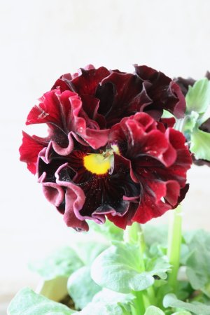 画像3: パンジー "Panzy~Robe de Antoinette~ローヴ ドゥ アントワネット ソワレ~" No.8