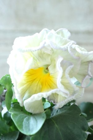 画像2: パンジー〜彩翠華・kururi〜 No.10