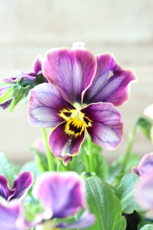 画像4: Nouvelle Vague collection "Lapis Lazuli"〜ヌーヴェルヴァーグ ラピスラズリ〜 No.2