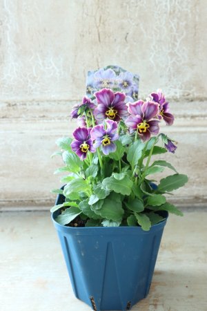 画像6: Nouvelle Vague collection "Lapis Lazuli"〜ヌーヴェルヴァーグ ラピスラズリ〜 No.2