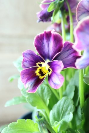 画像2: Nouvelle Vague collection "Lapis Lazuli"〜ヌーヴェルヴァーグ ラピスラズリ〜 No.2