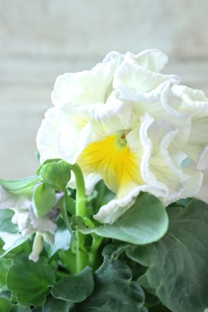 画像1: パンジー〜彩翠華・kururi〜 No.10