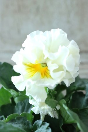 画像1: パンジー〜彩翠華・kururi〜 No.6