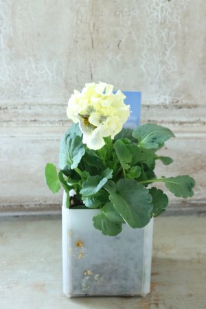 画像4: パンジー〜彩翠華・kururi〜 No.7